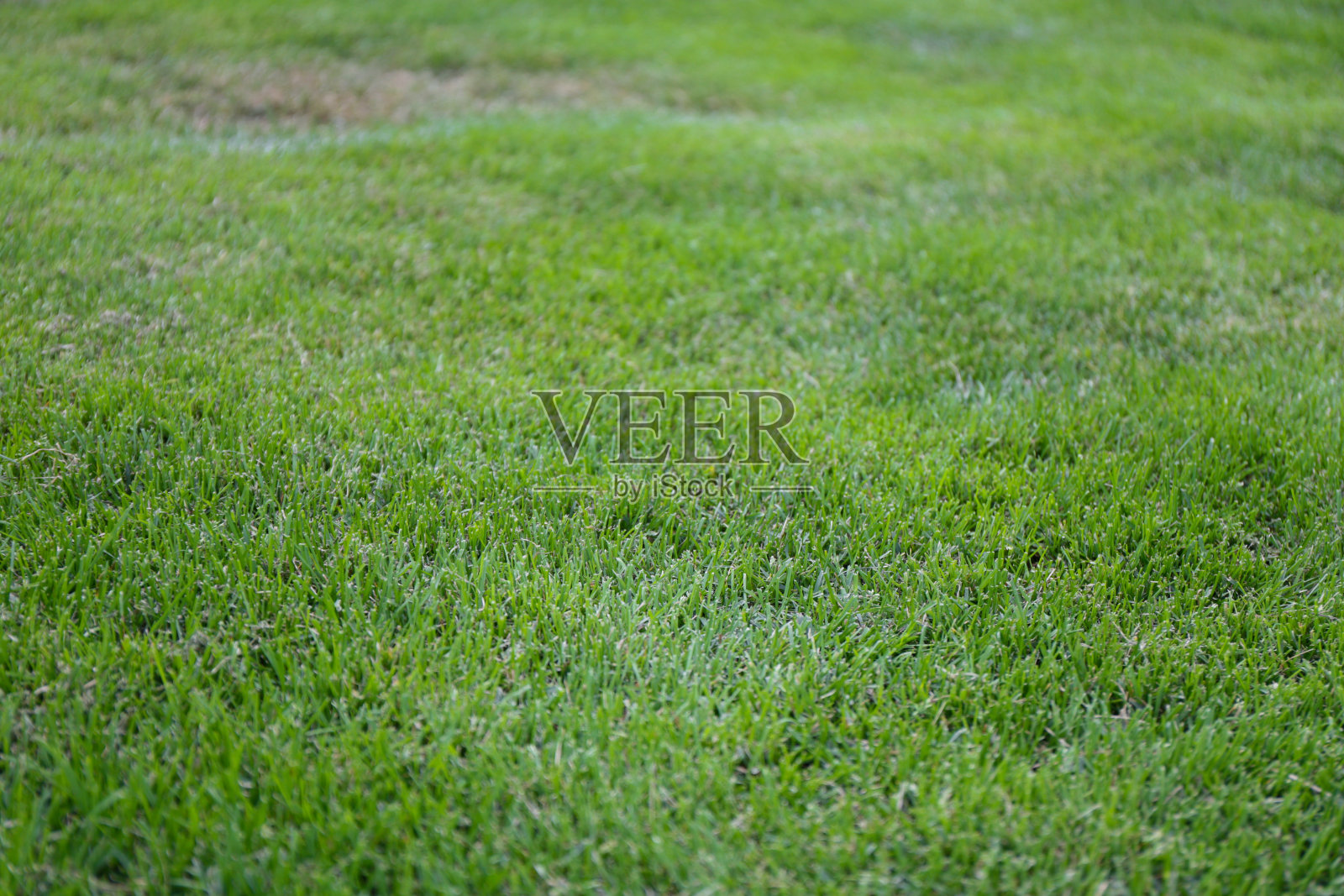 绿草照片摄影图片