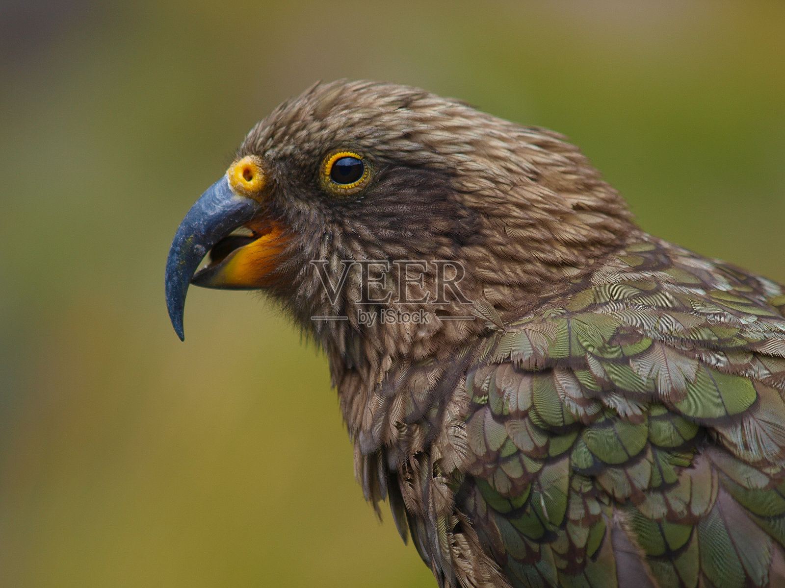 一种来自新西兰的高山鹦鹉照片摄影图片