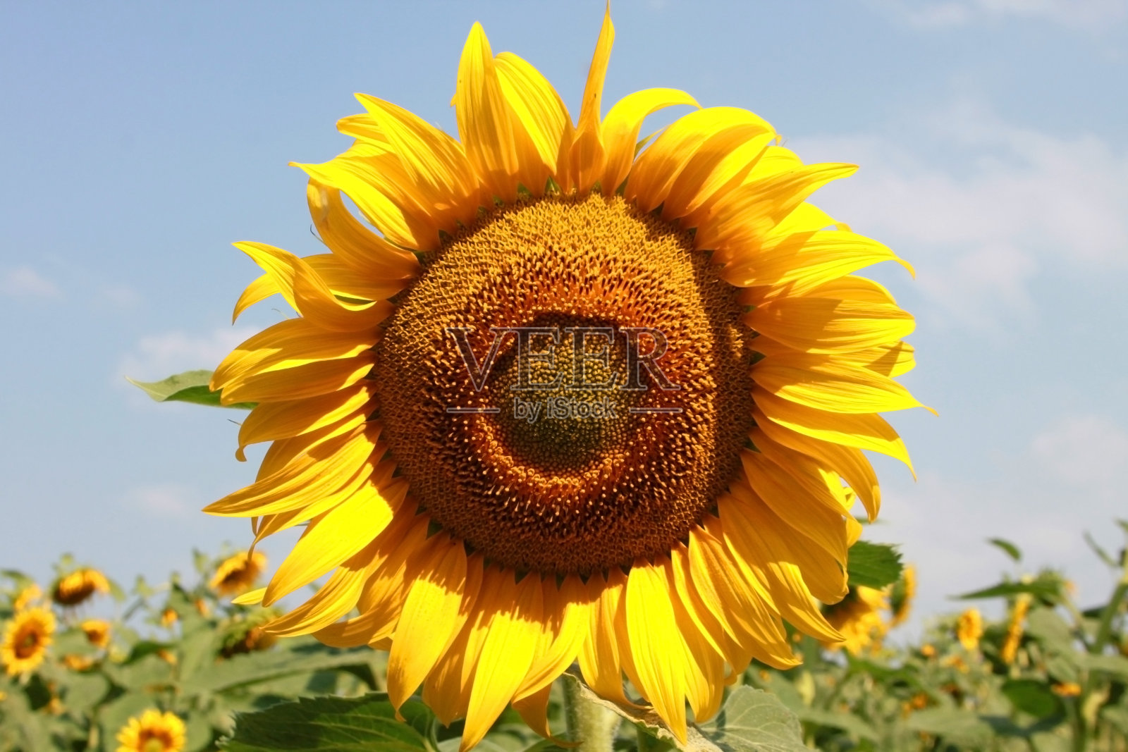 向日葵照片摄影图片