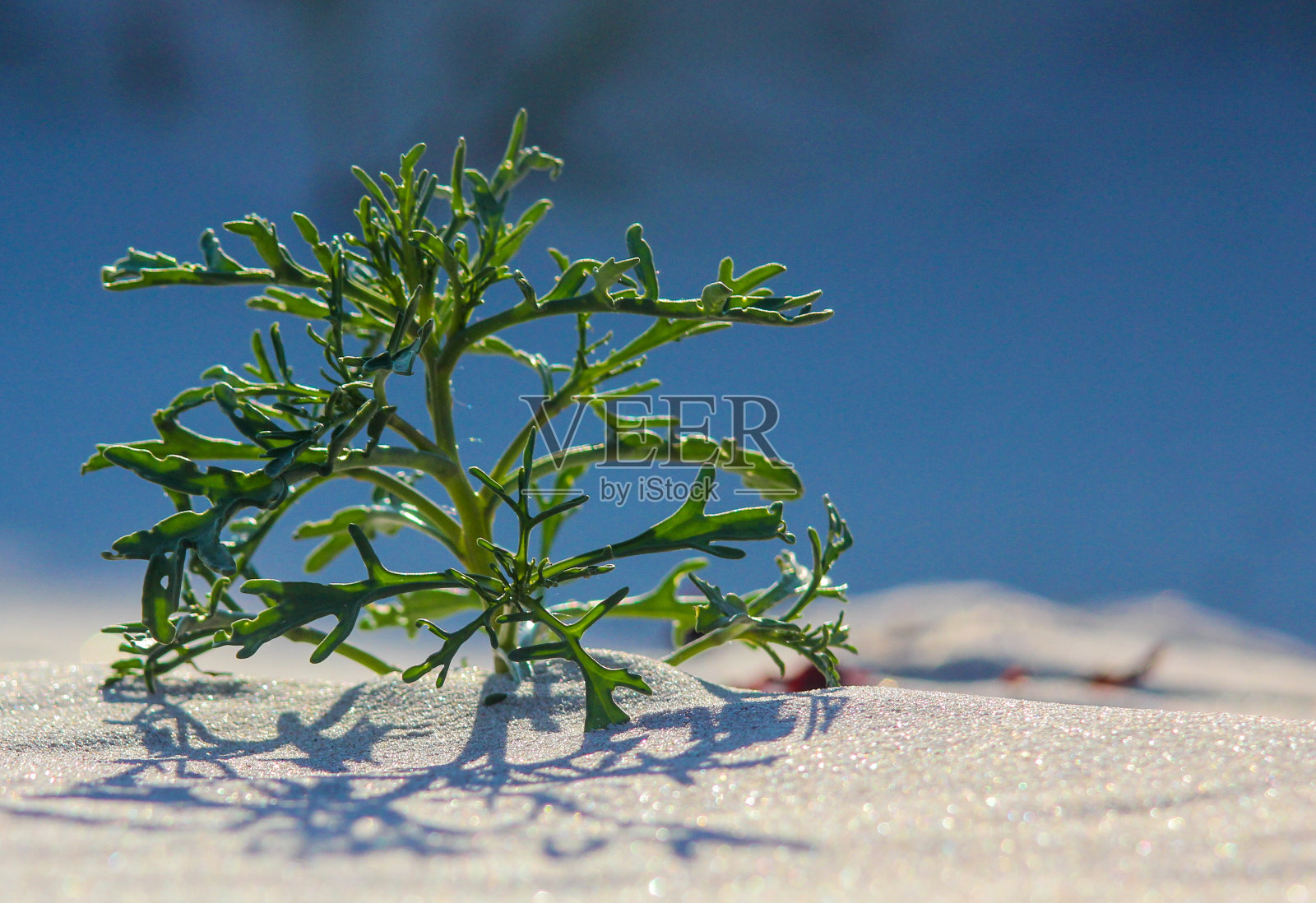 海边的草，沙滩，沙丘照片摄影图片