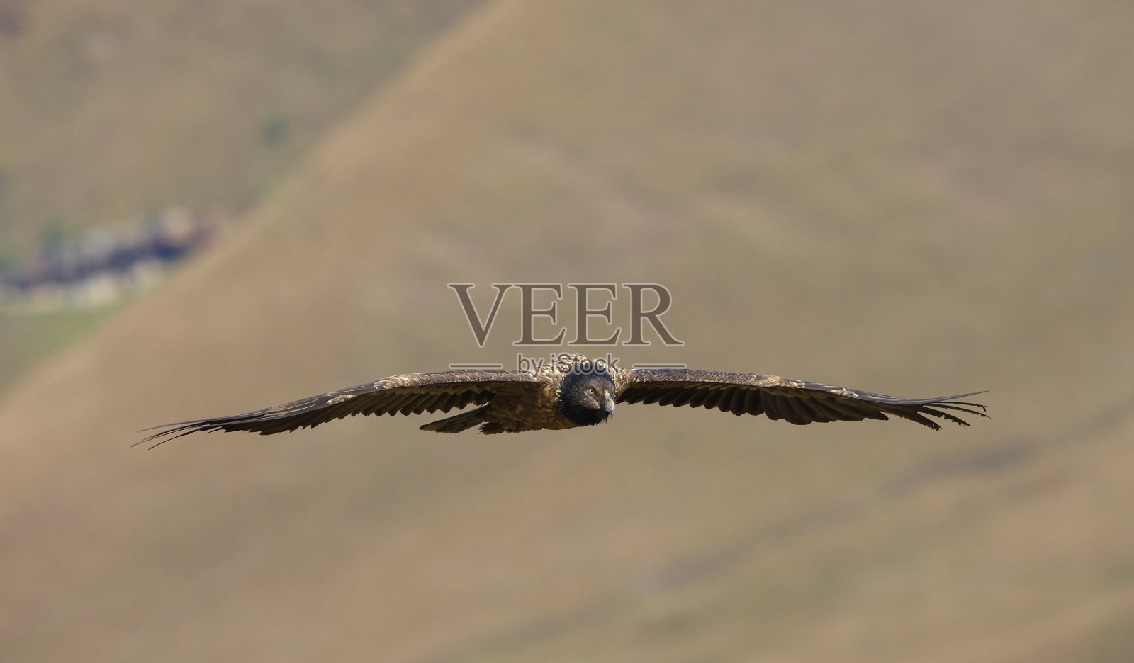 Lammergeyer或胡子秃鹫照片摄影图片