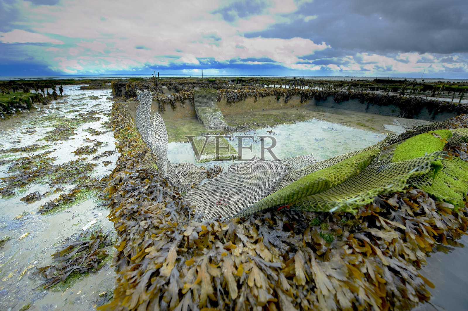 法国生蚝池塘照片摄影图片