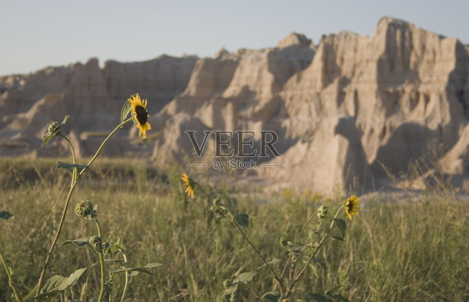《荒原上的野向日葵》照片摄影图片