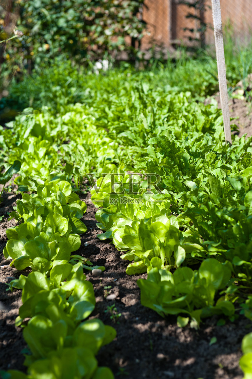 沙拉照片摄影图片