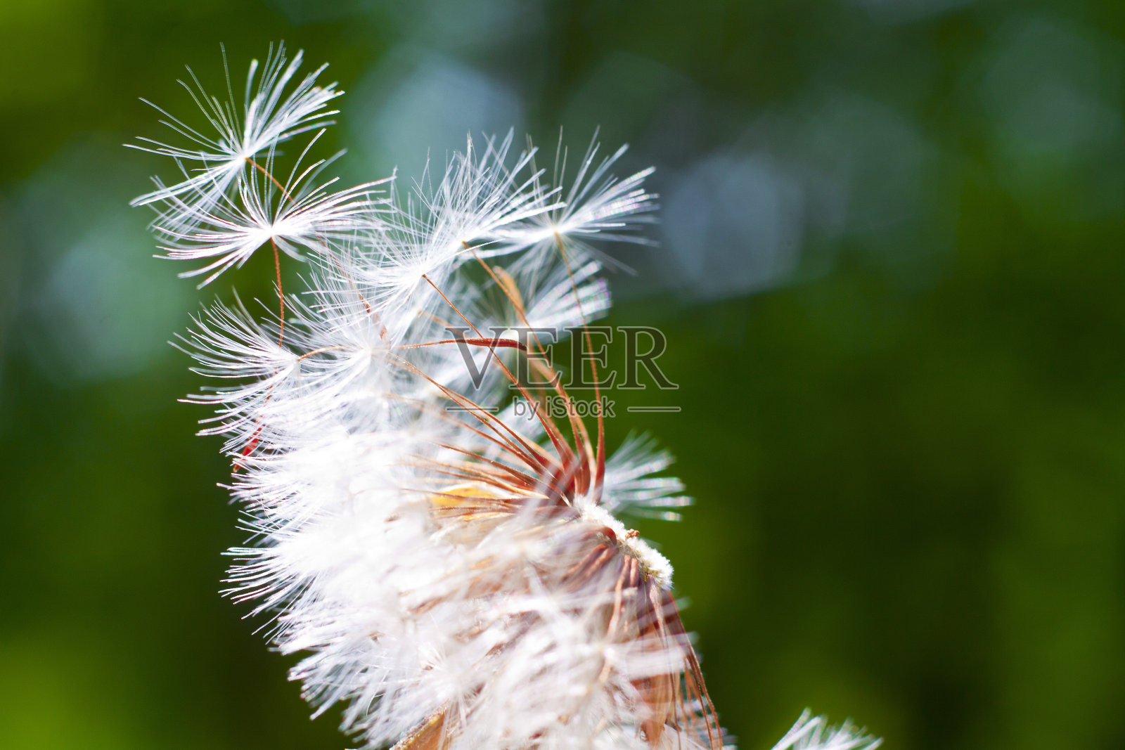 蒲公英的花。特写镜头照片摄影图片