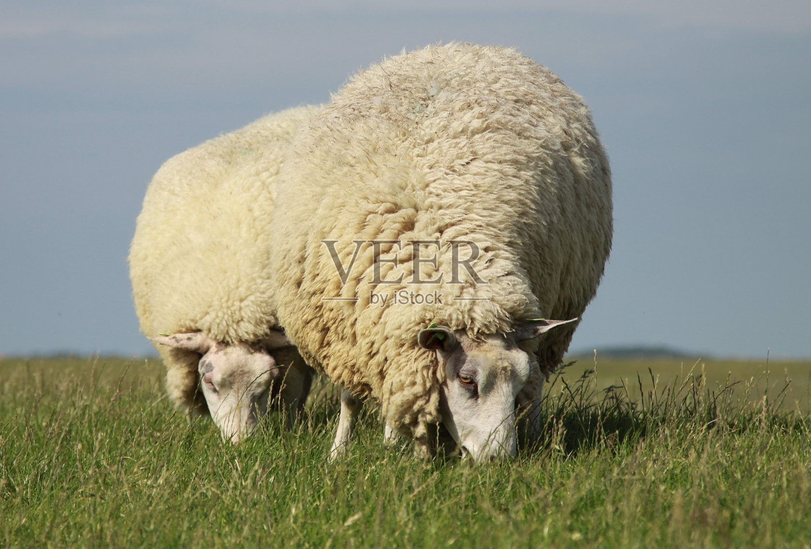 羊吃草照片摄影图片