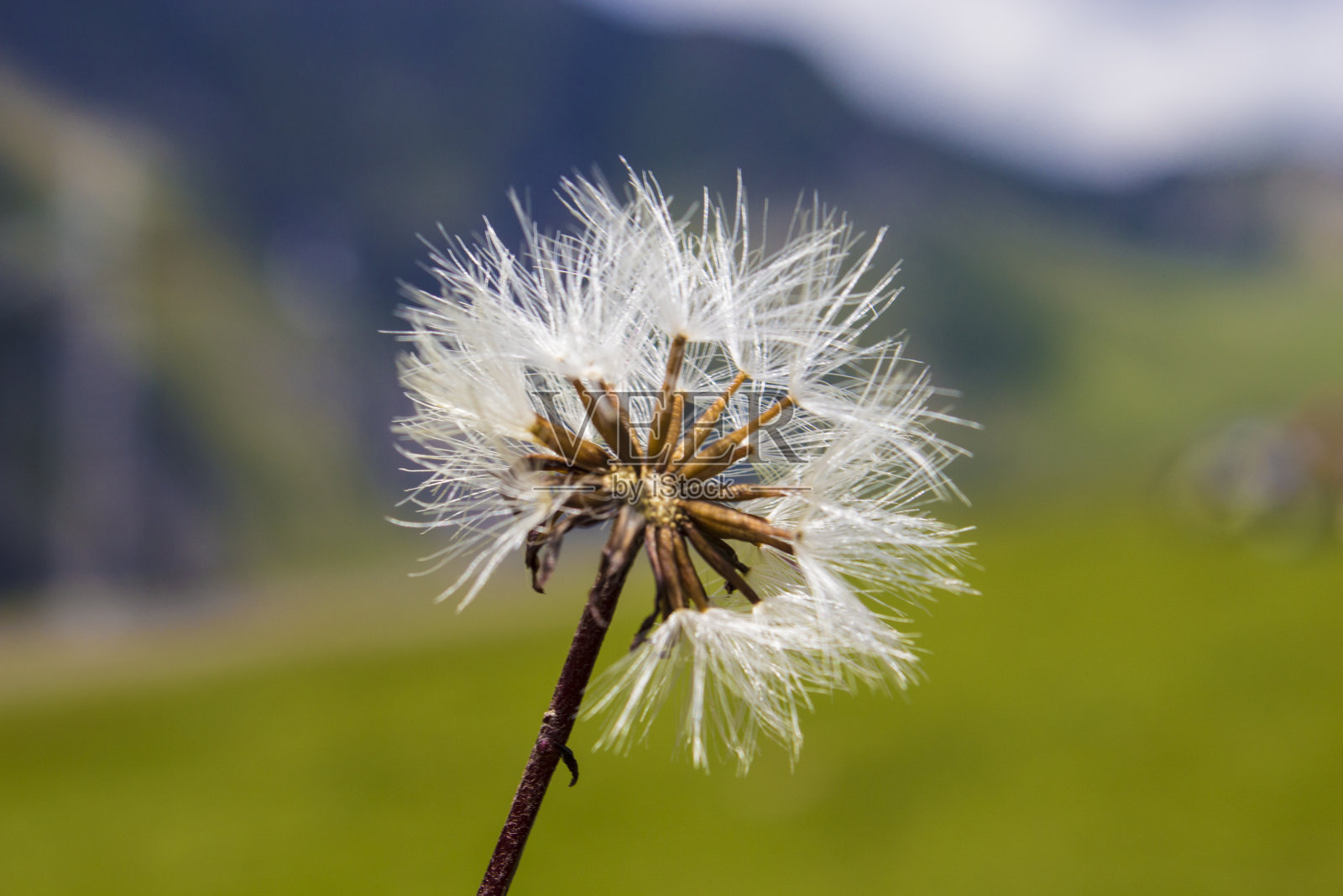 山中的花照片摄影图片