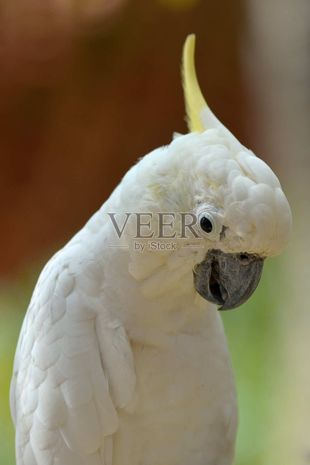 凤头鹦鹉照片摄影图片