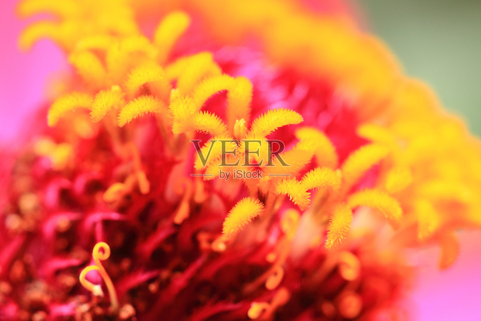 黄色的花粉照片摄影图片