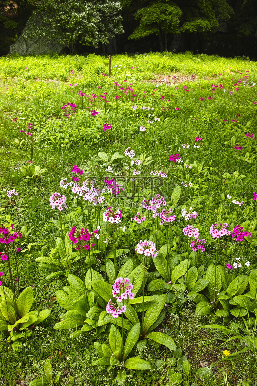 报春花照片摄影图片