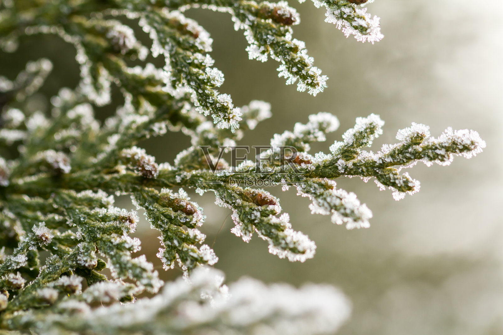 苏细枝上霜照片摄影图片