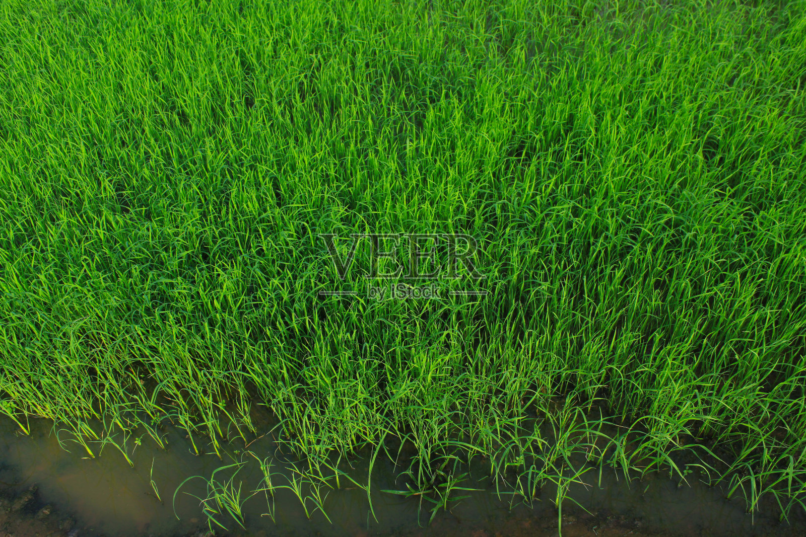 稻田照片摄影图片