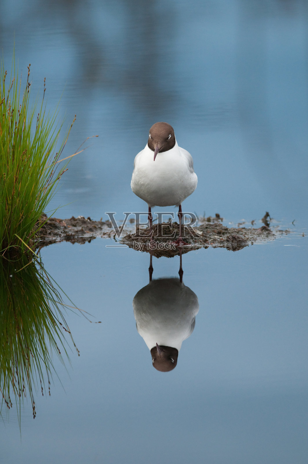 沉睡的红嘴鸥照片摄影图片