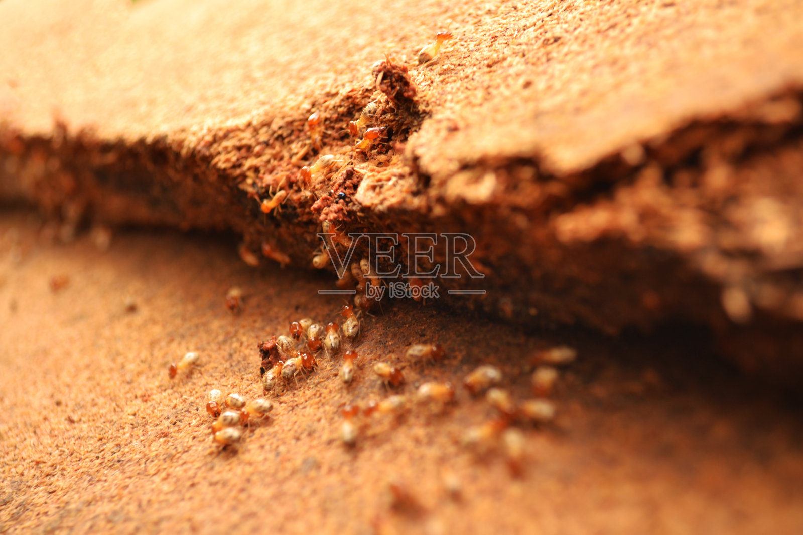 白蚁照片摄影图片