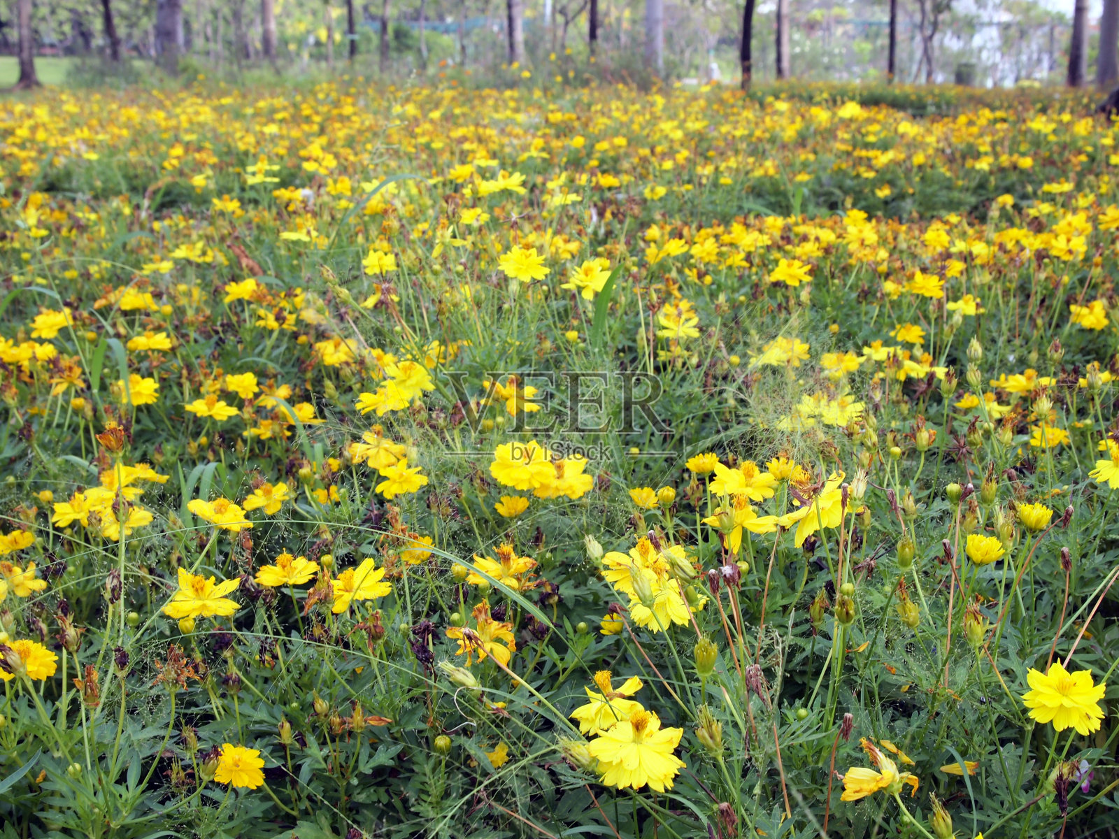 的花照片摄影图片