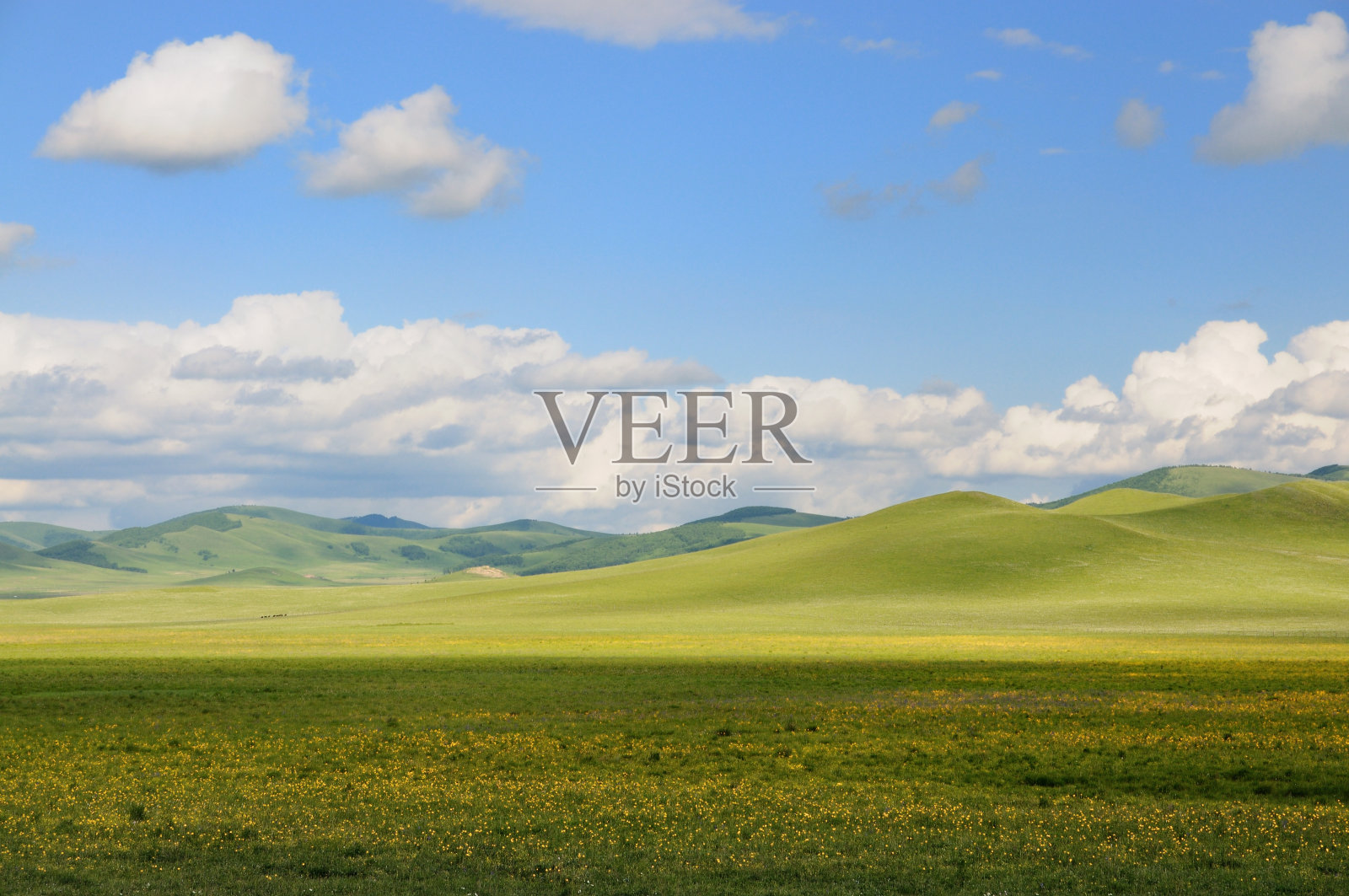 桦树森林照片摄影图片