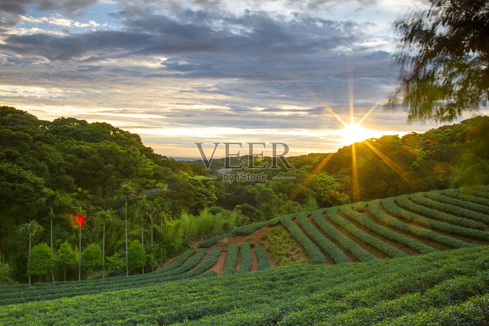 茶园照片摄影图片