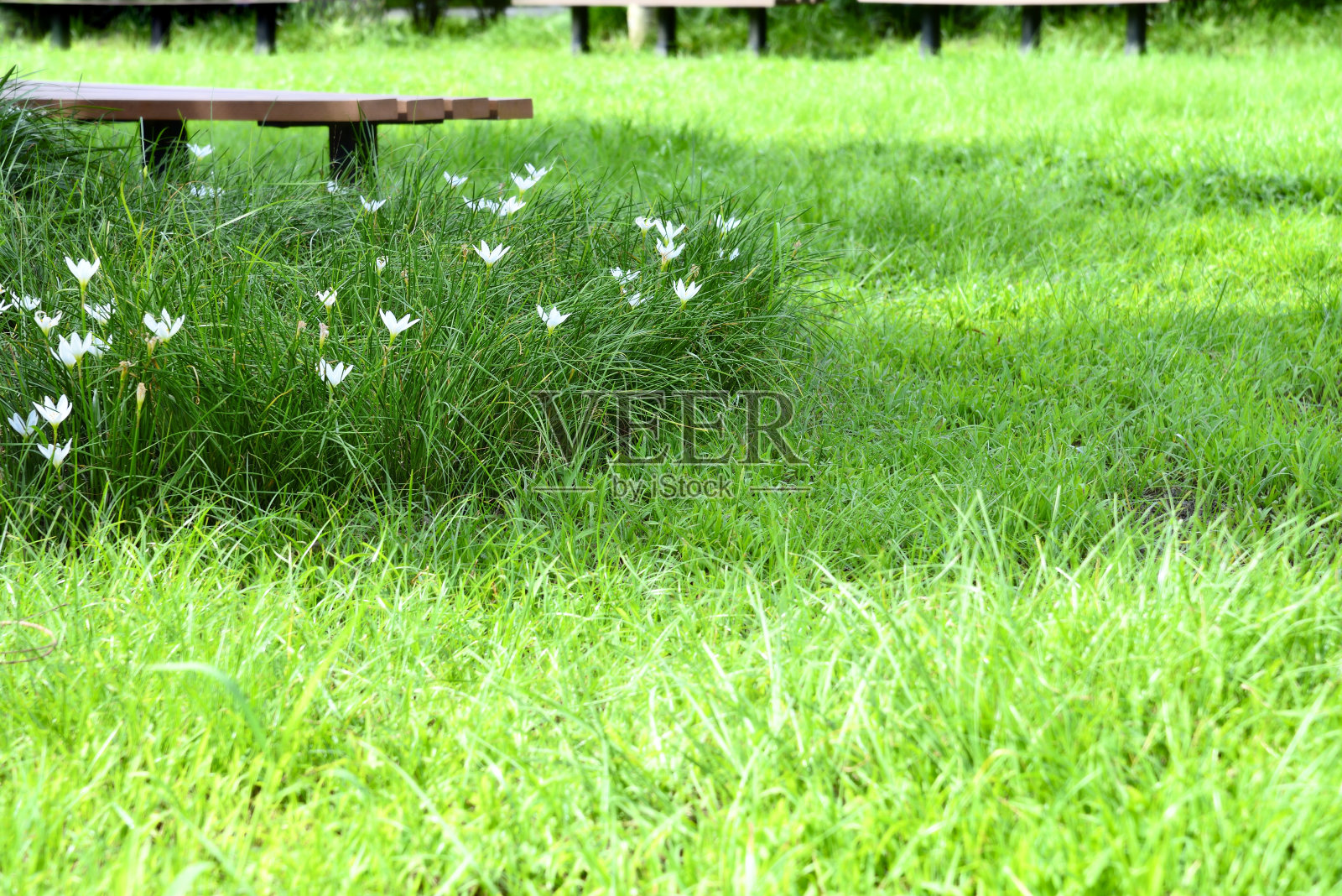 绿草和长凳照片摄影图片