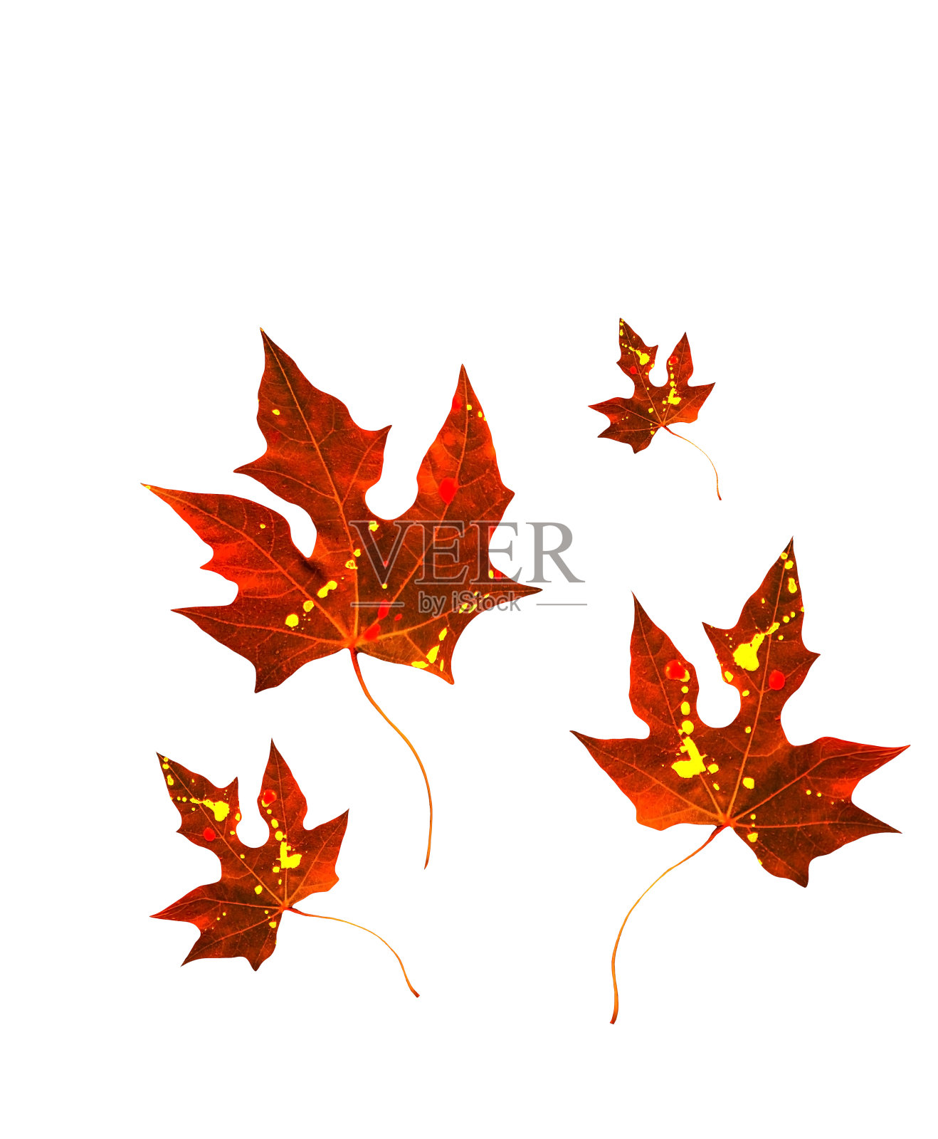 秋天的叶子照片摄影图片