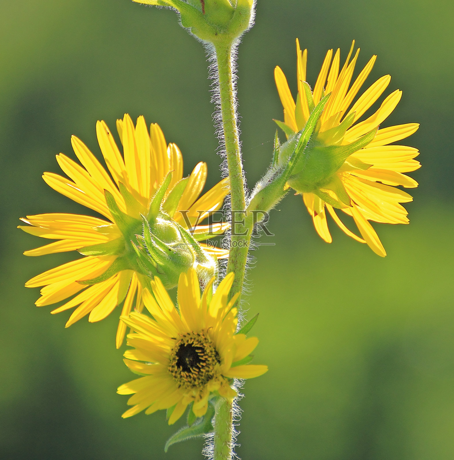 指南针装置照片摄影图片