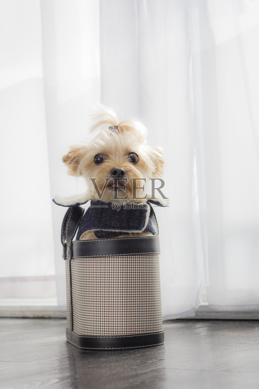 约克夏犬照片摄影图片