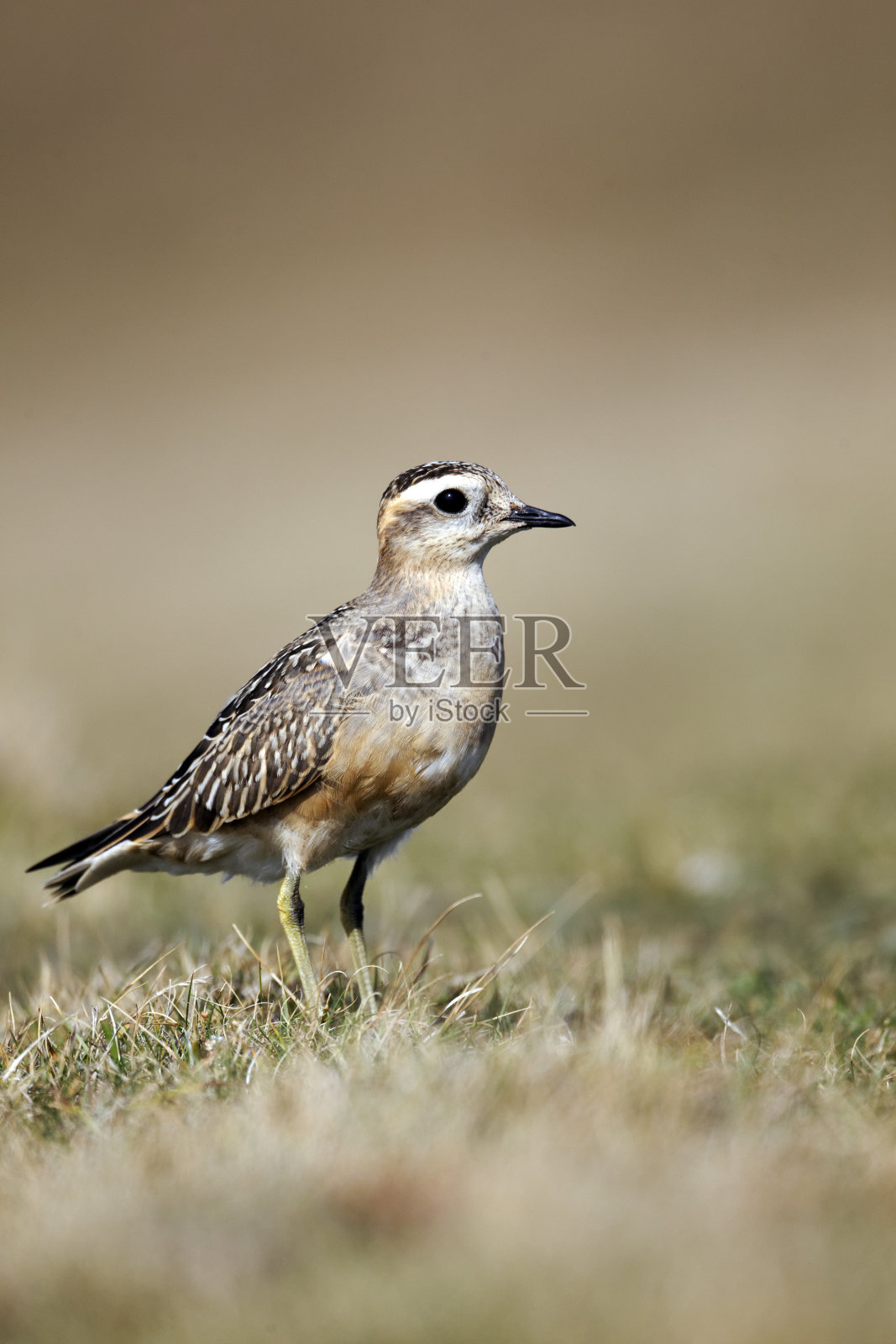 多特雷尔，查拉德里乌斯·莫里尼卢斯照片摄影图片