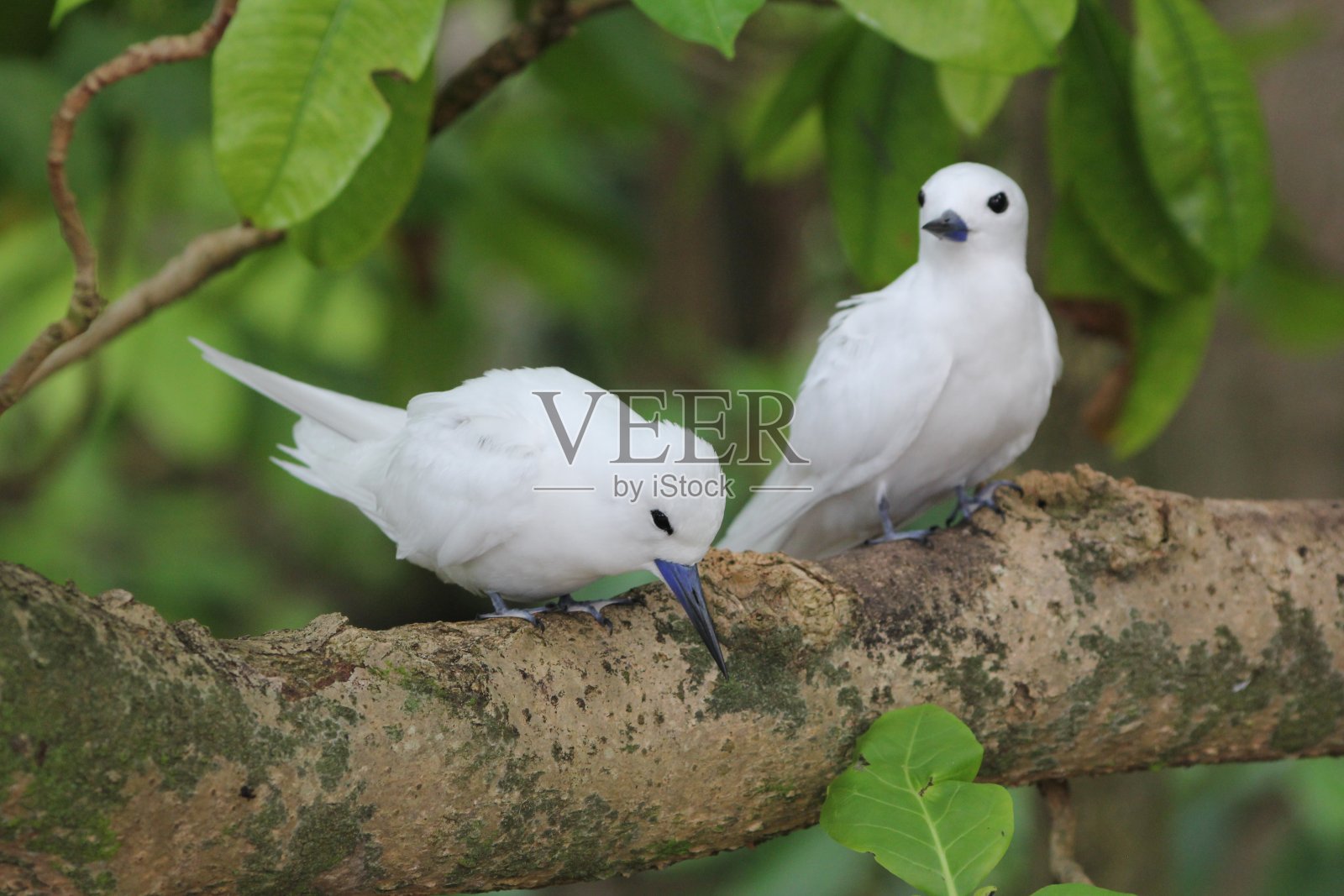 一对白燕鸥(Gygis alba)，表兄岛，塞舌尔，印度洋照片摄影图片