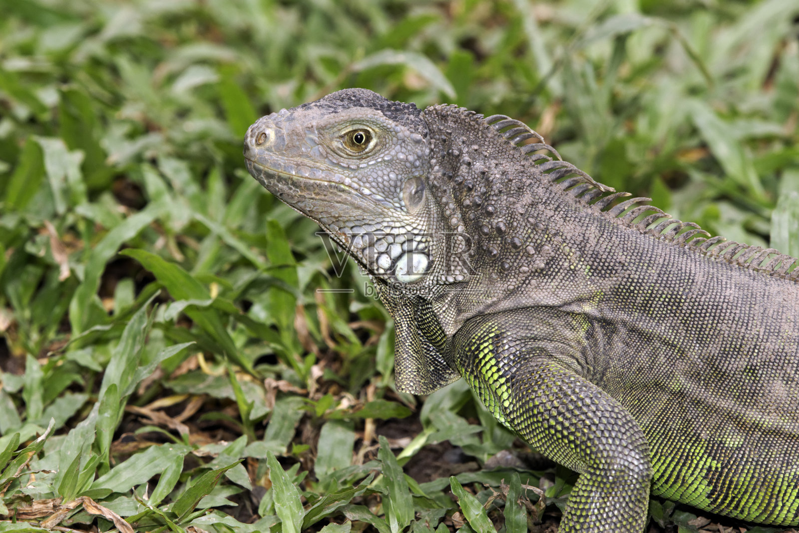 绿鬣蜥照片摄影图片