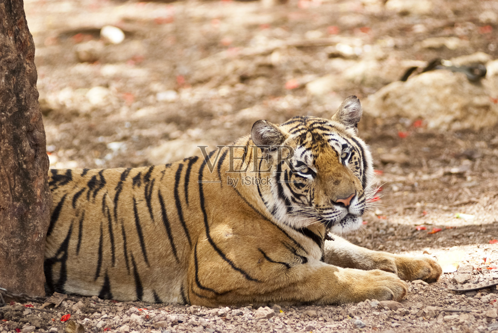 盯着老虎照片摄影图片