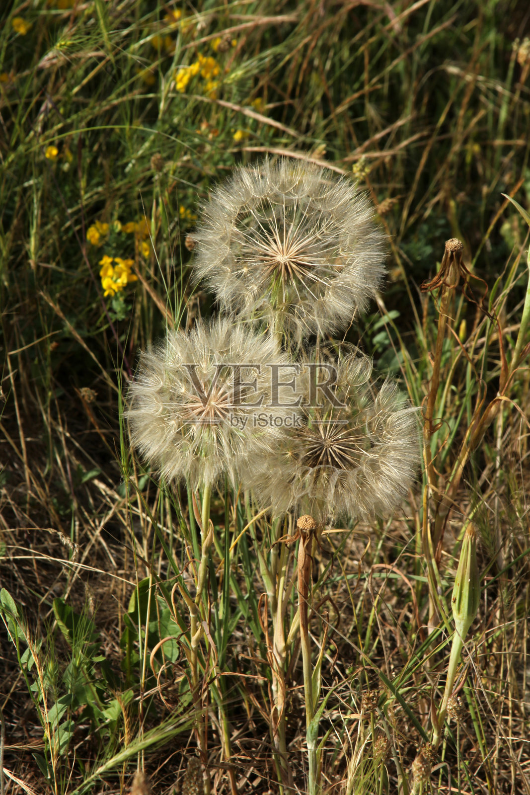 蒲公英照片摄影图片