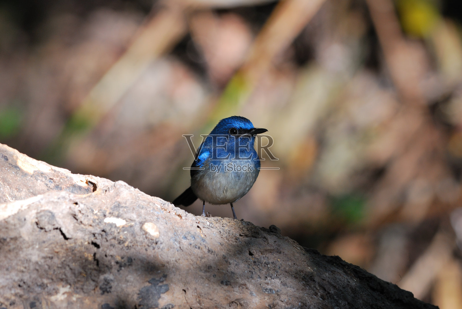 雄性海南蓝鹟照片摄影图片