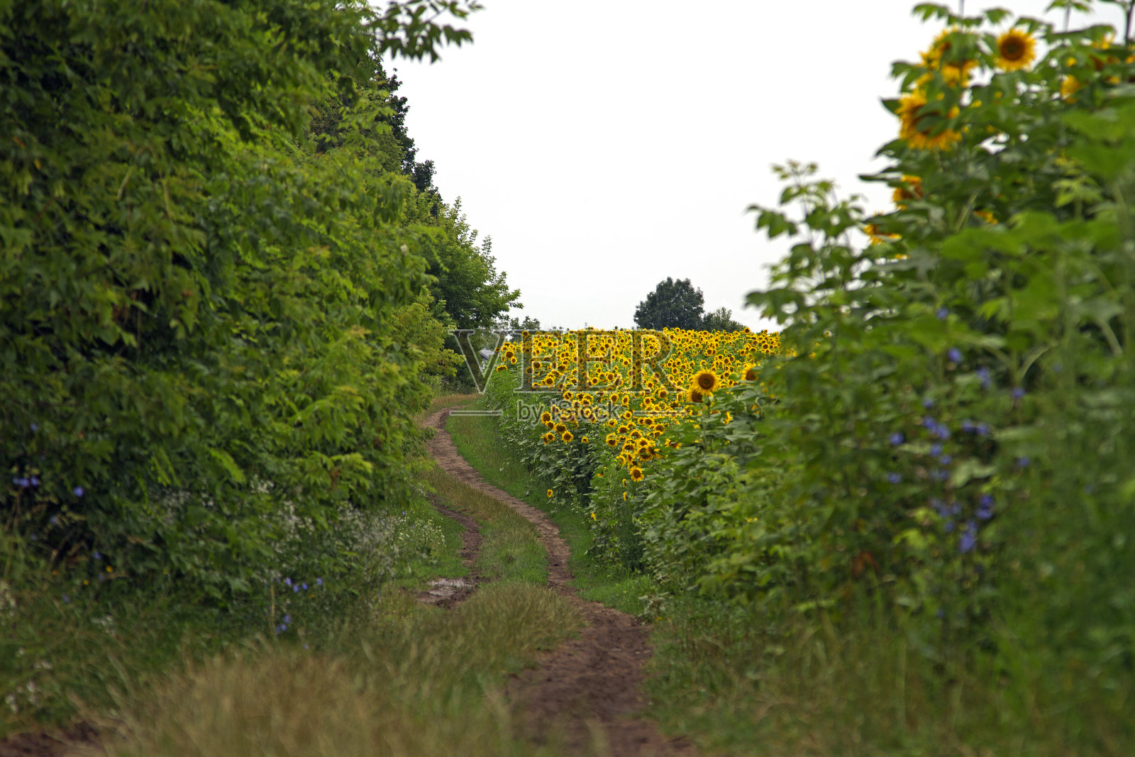 向日葵照片摄影图片