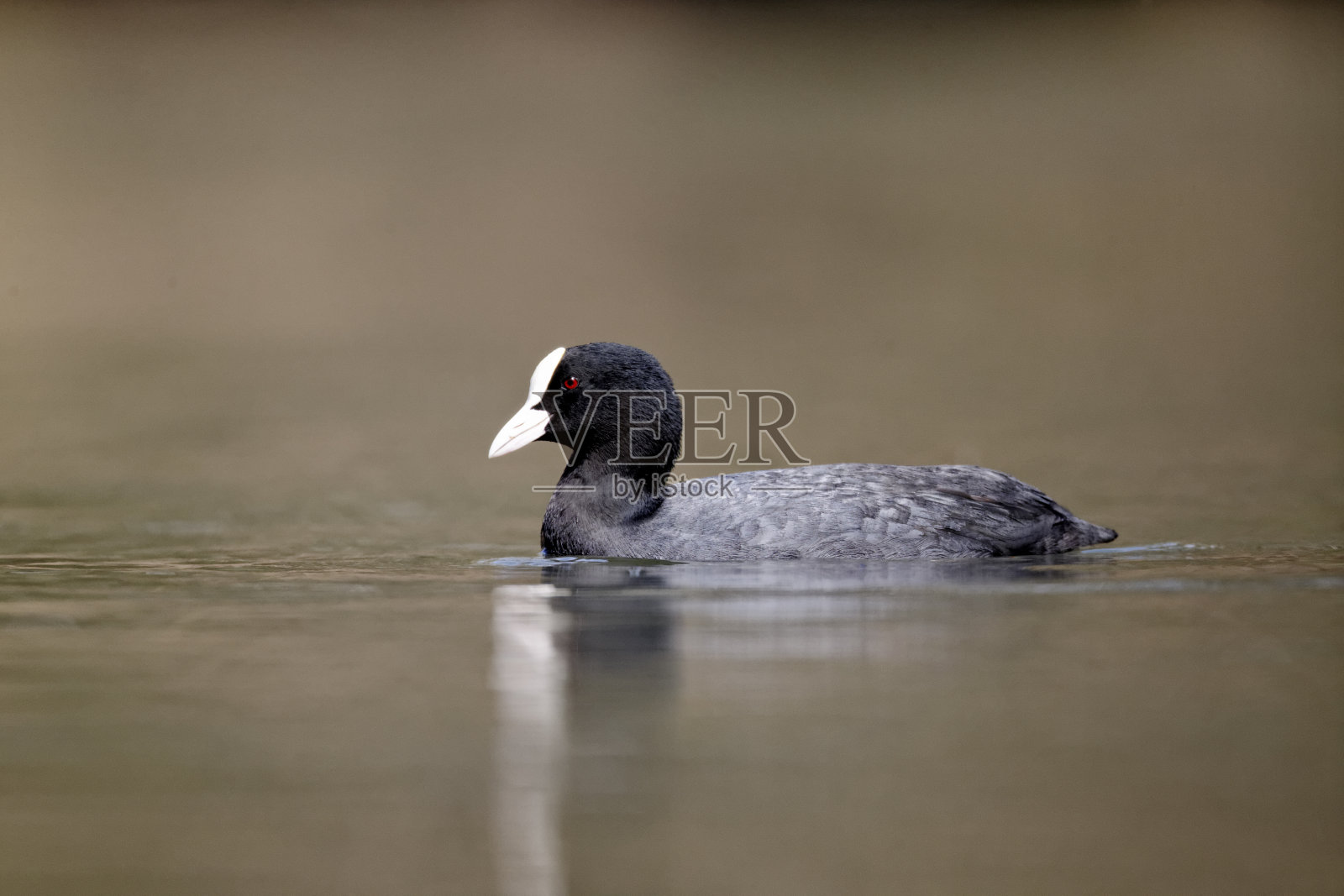 白兰地照片摄影图片