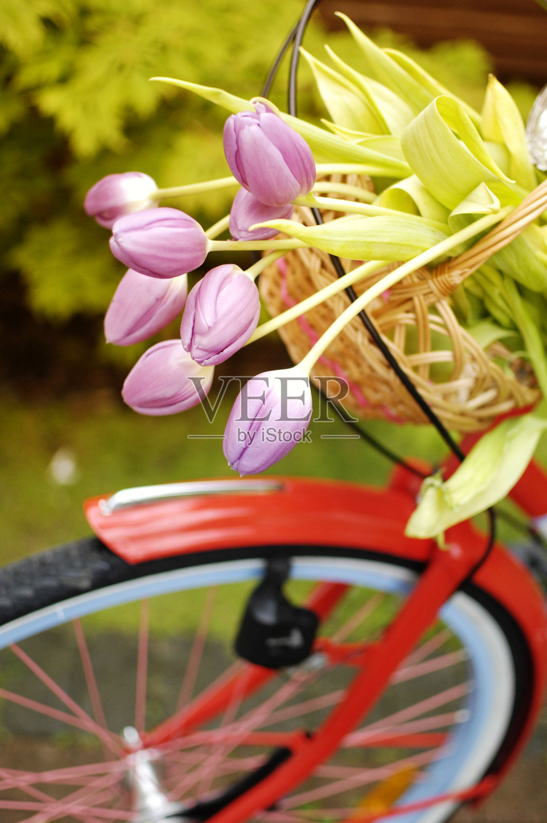 盛开的自行车照片摄影图片