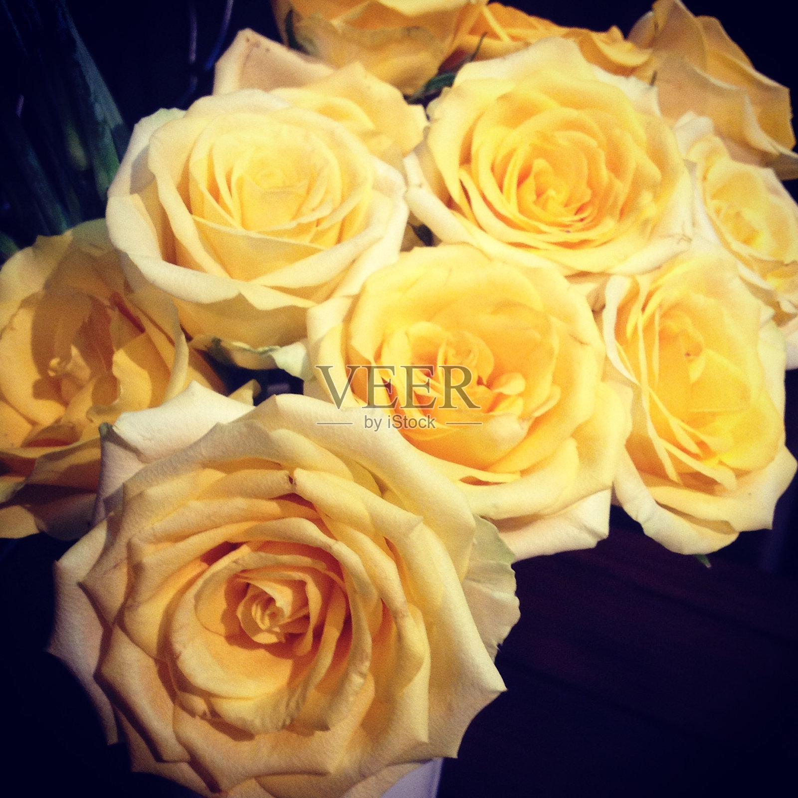 黄色玫瑰的特写照片摄影图片