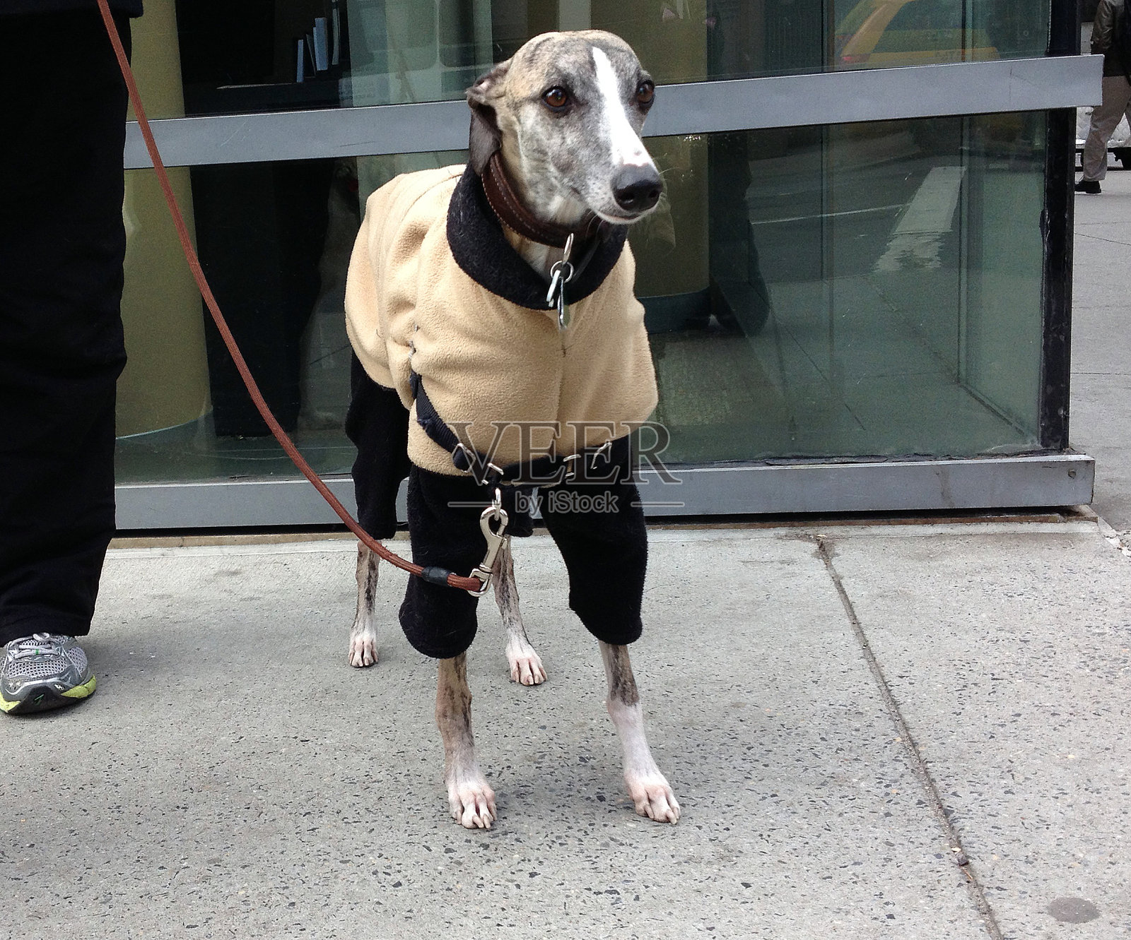 羊毛里的惠比特照片摄影图片