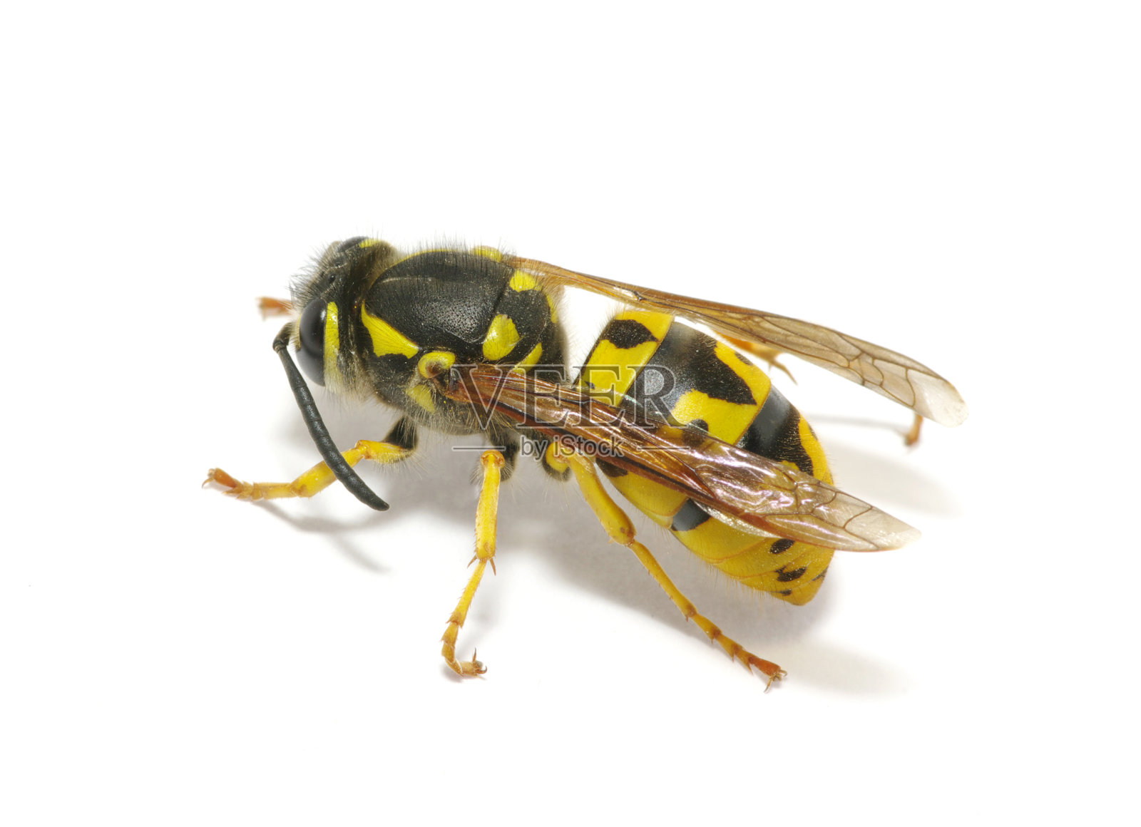 黄蜂照片摄影图片