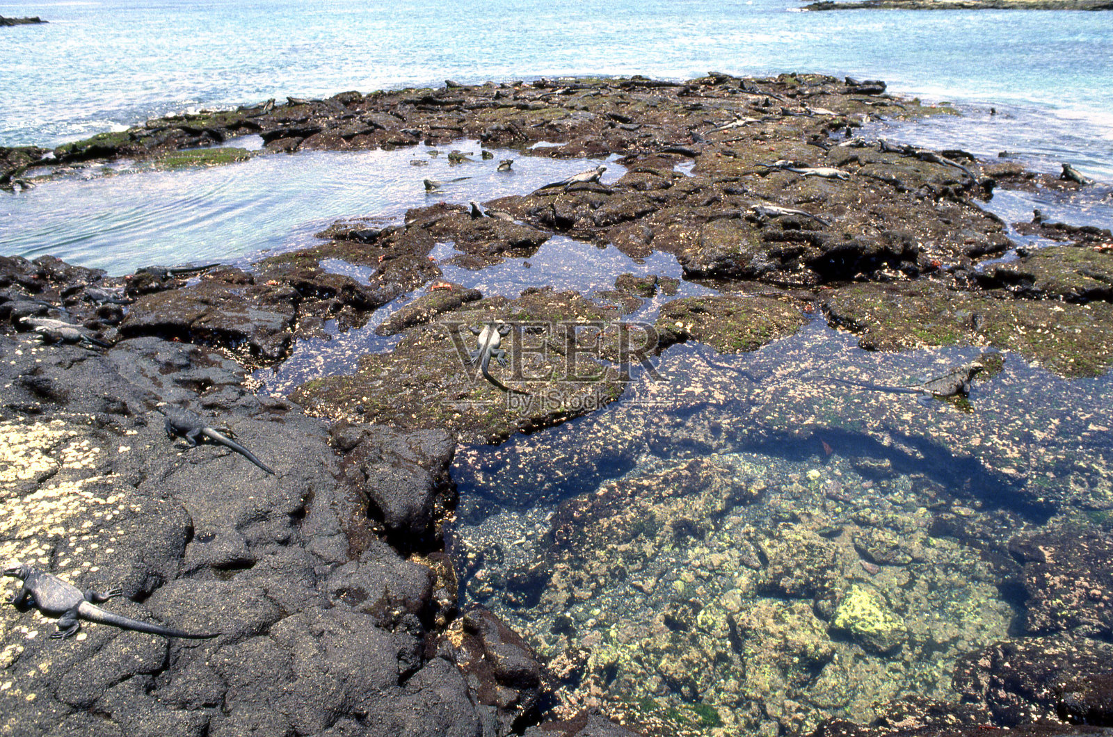 海洋iguana_03照片摄影图片