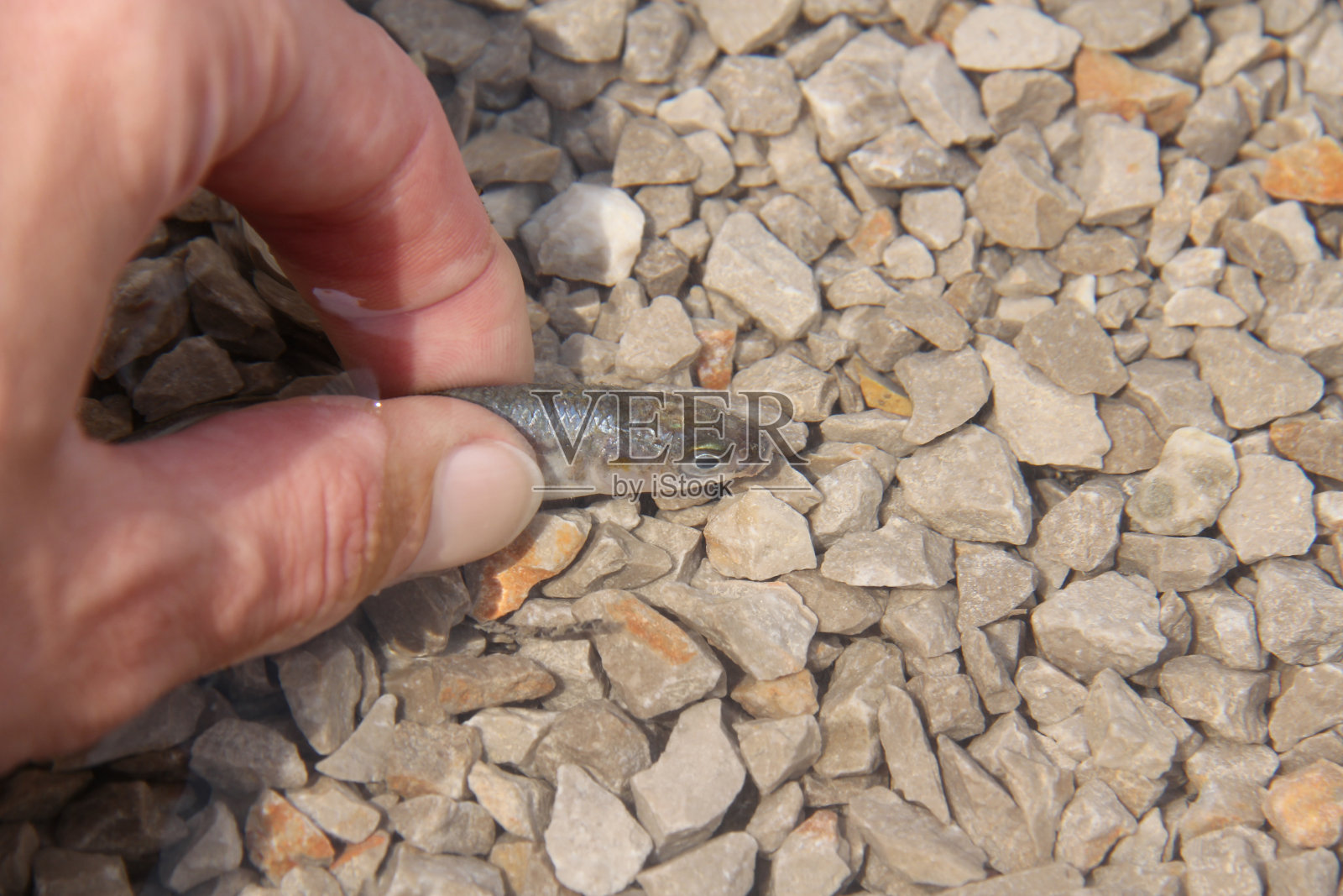 鱼的手照片摄影图片