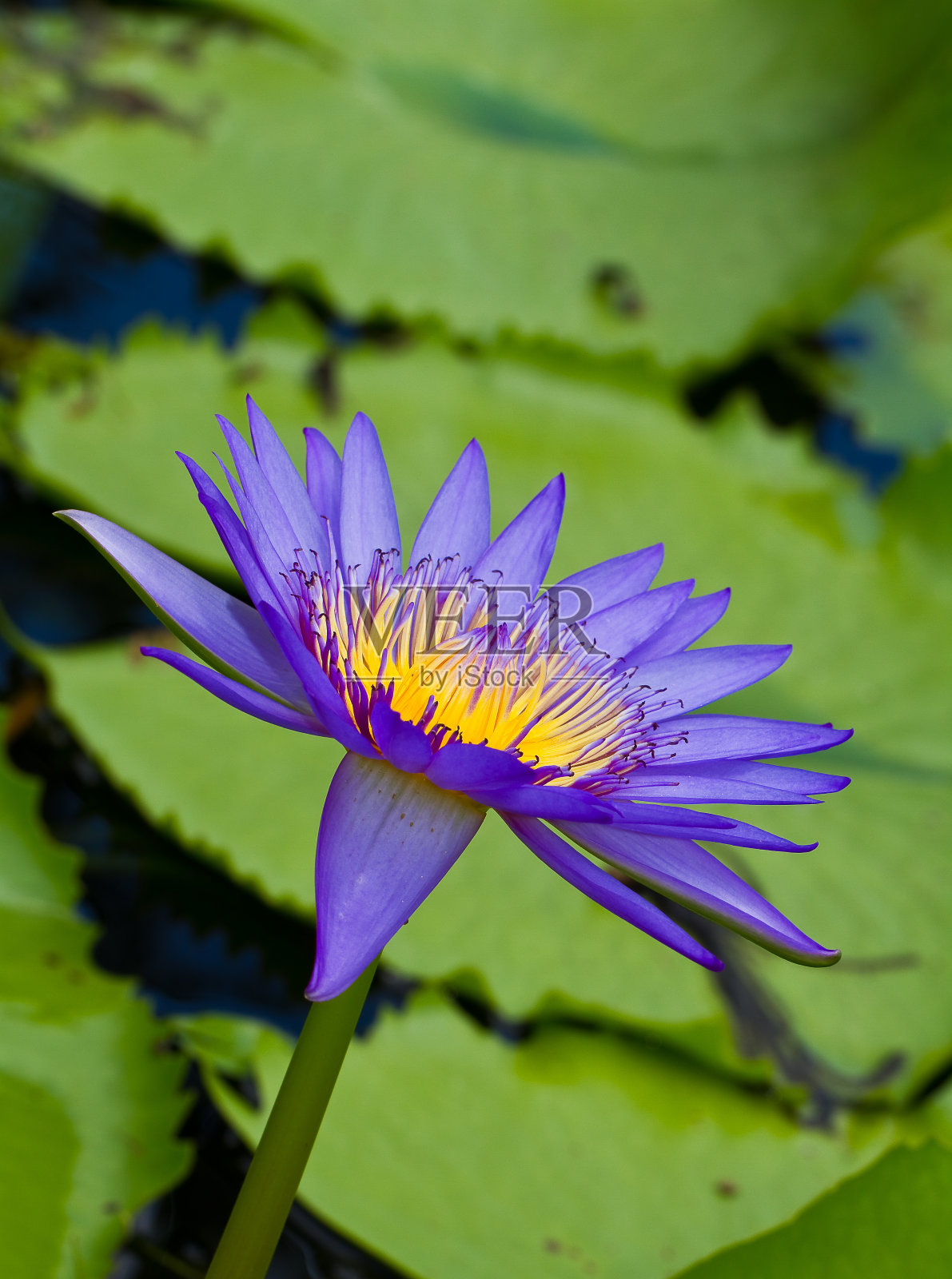 紫色的莲花照片摄影图片
