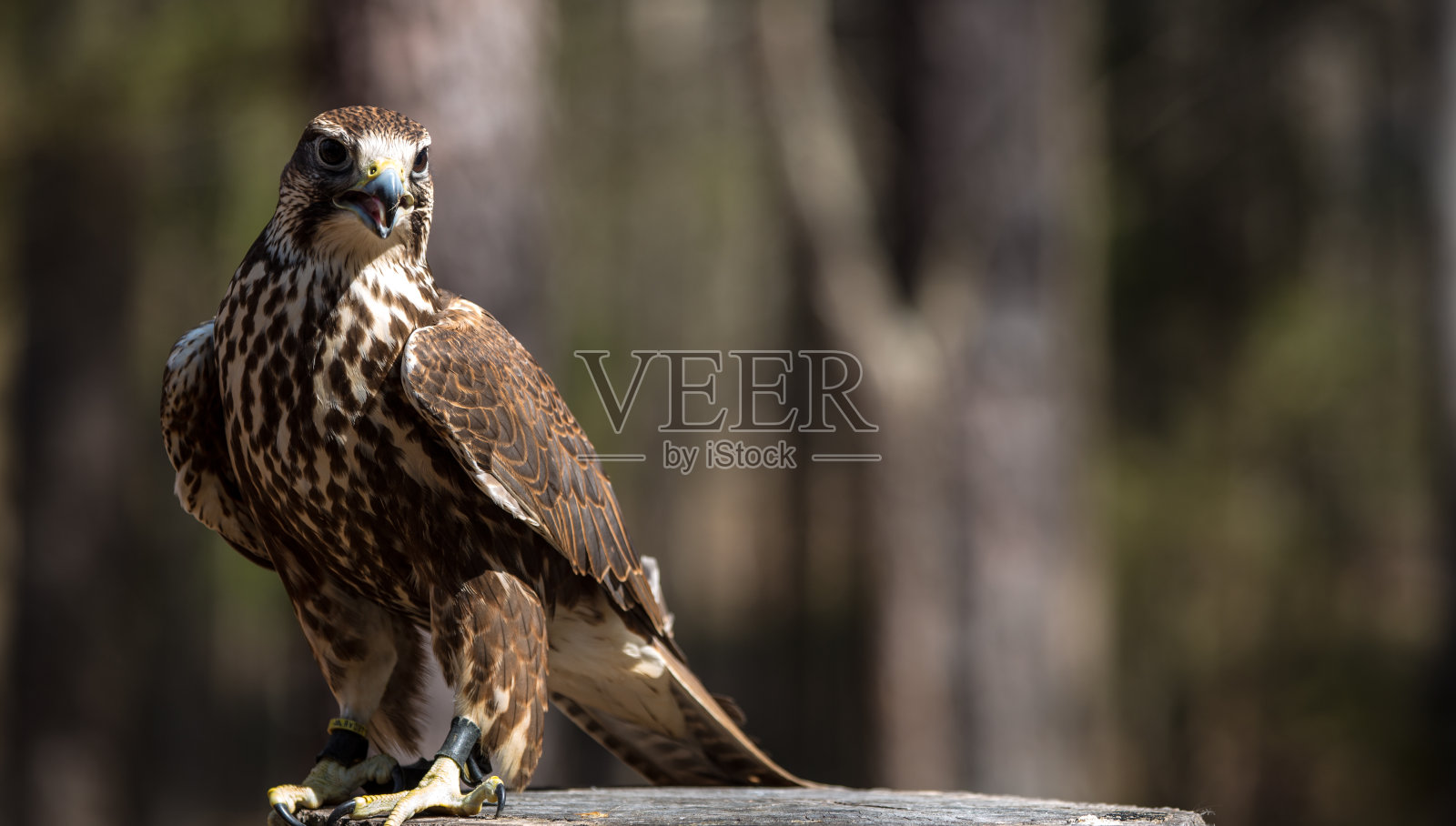 萨克猎鹰照片摄影图片
