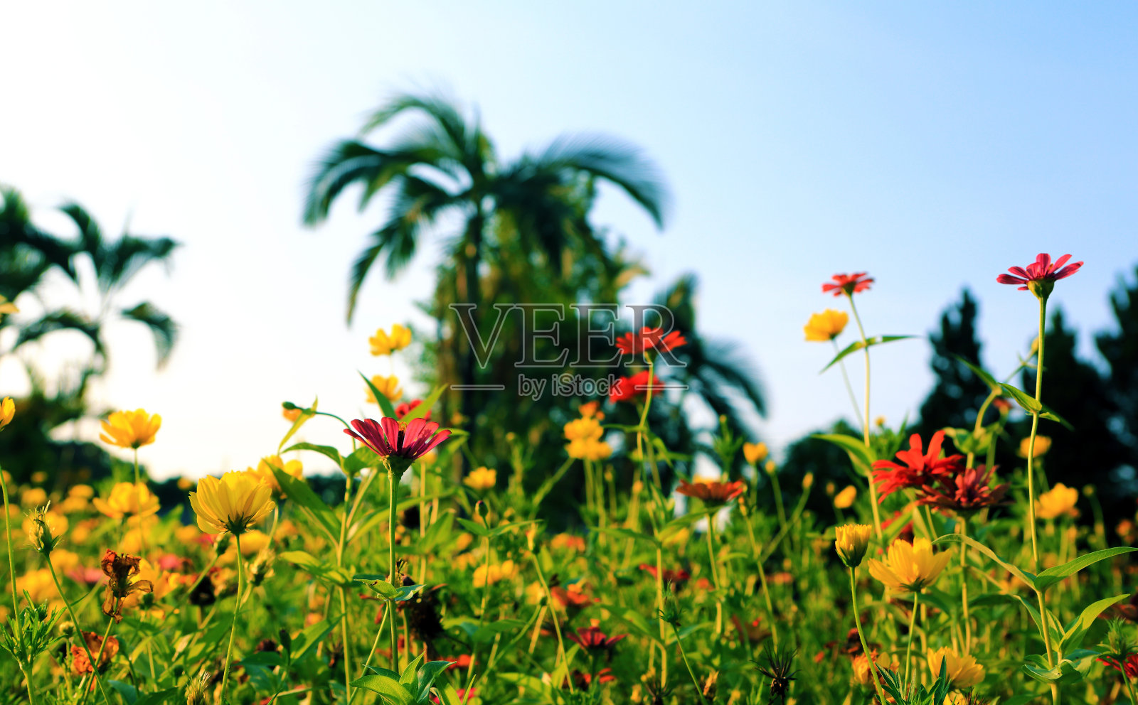 黄花春天照片摄影图片