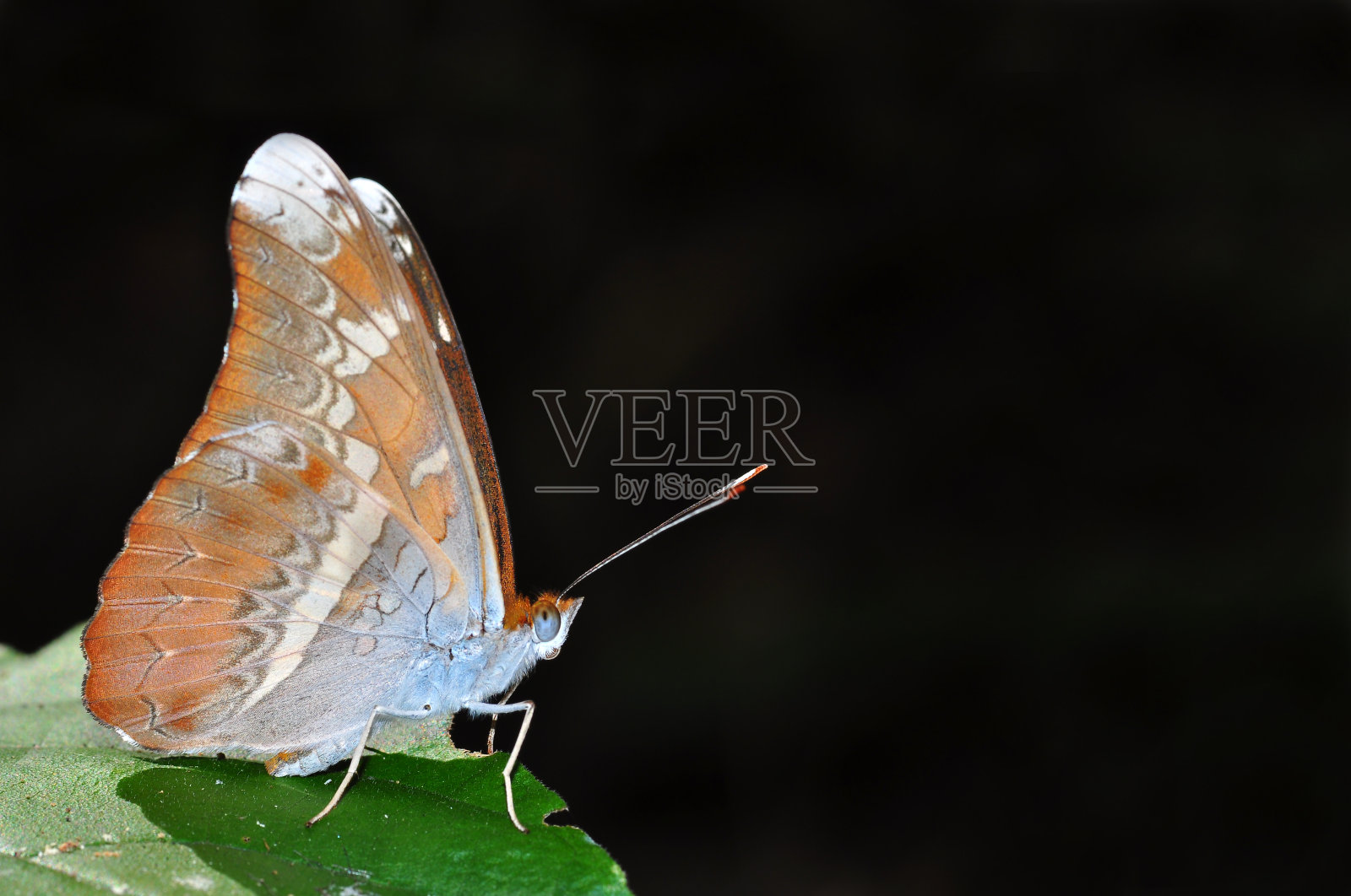 骑士的蝴蝶照片摄影图片