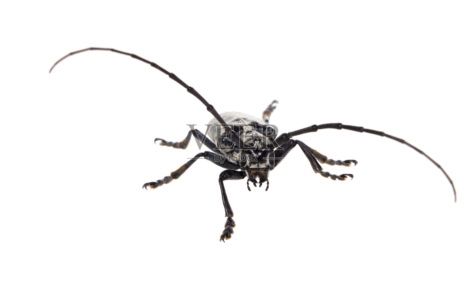 棉白杨甲虫(Plectrodera scalator fabius)照片摄影图片