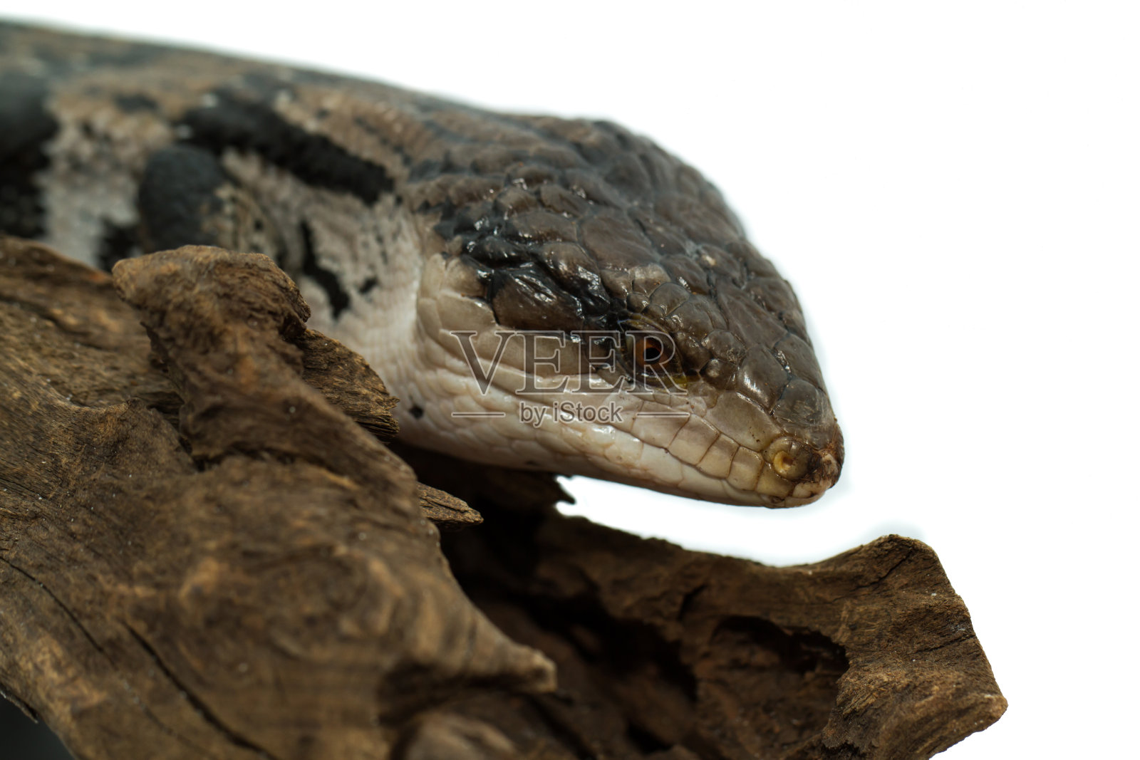 蓝舌石龙子照片摄影图片