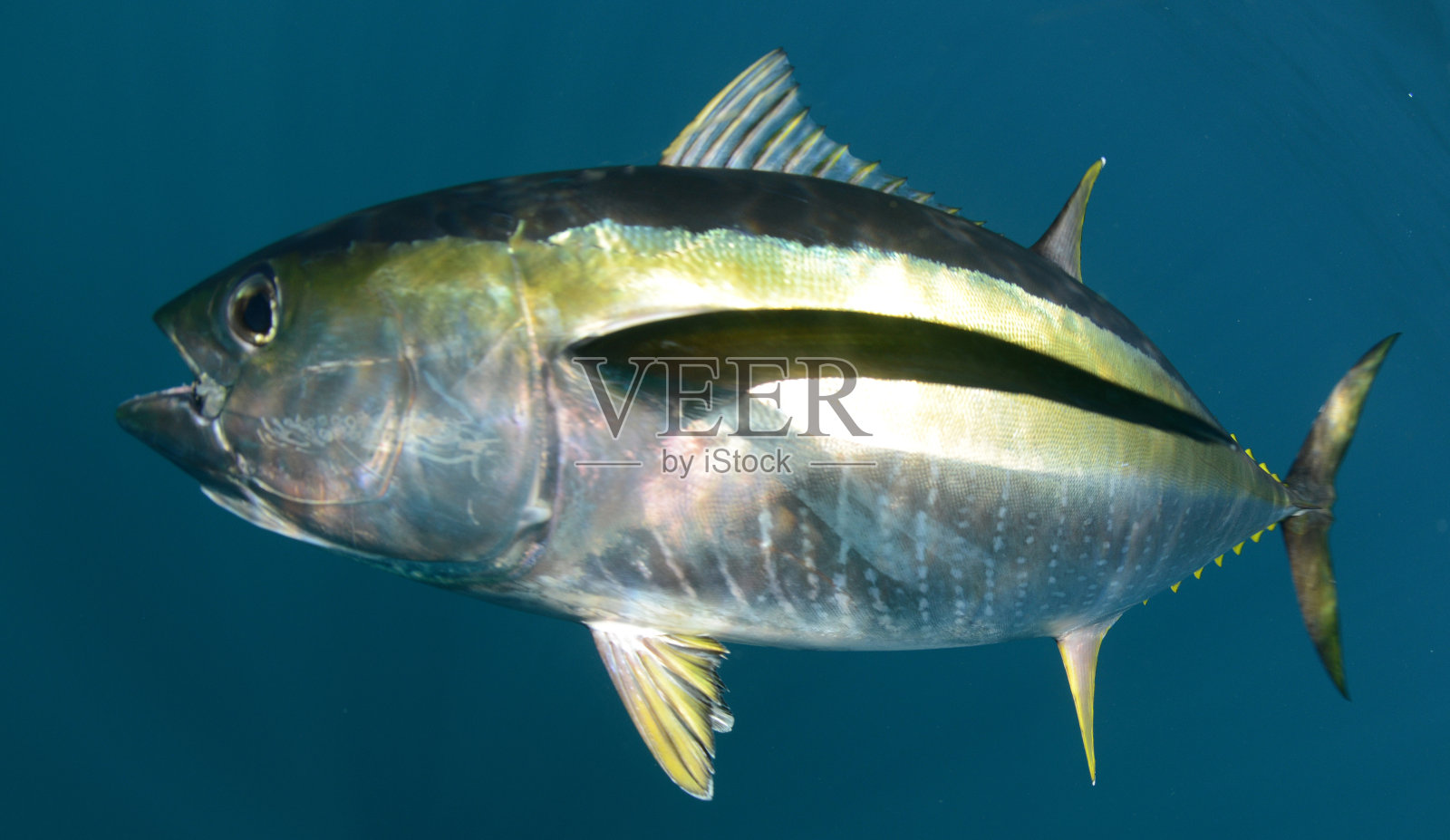 海洋中的黄鳍金枪鱼照片摄影图片