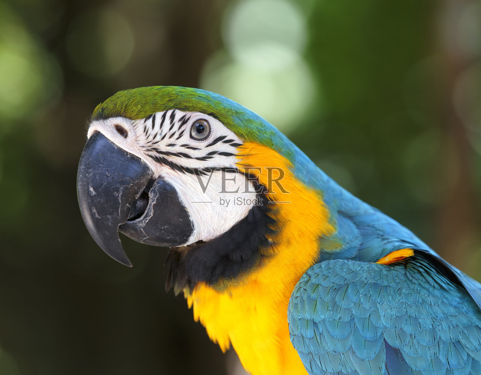 肖像金刚鹦鹉照片摄影图片