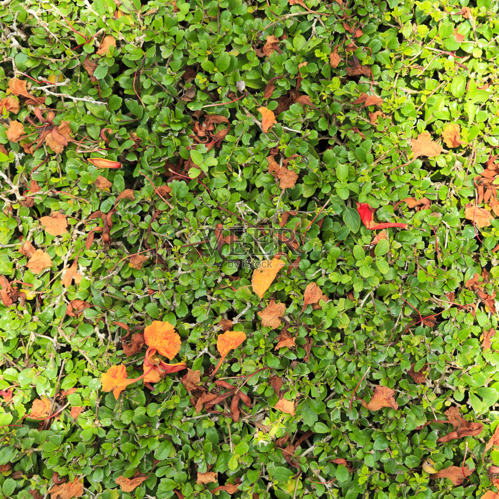 绿色和红色的叶子背景照片摄影图片