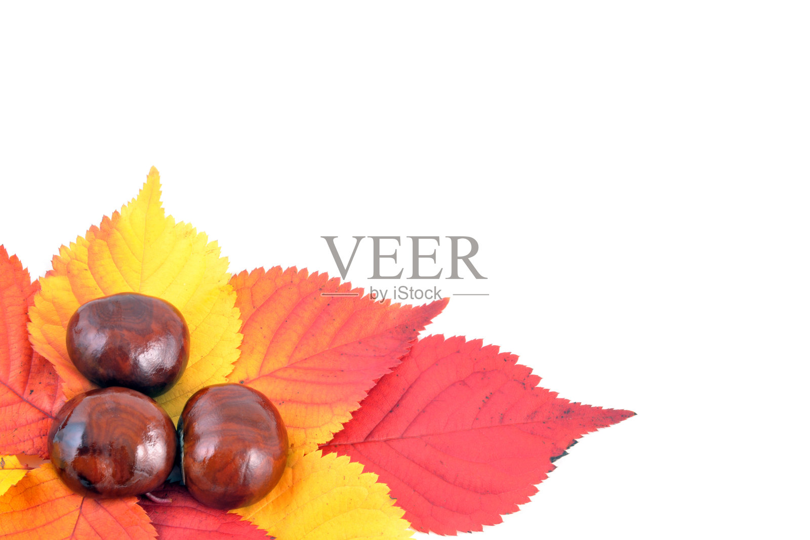 栗照片摄影图片