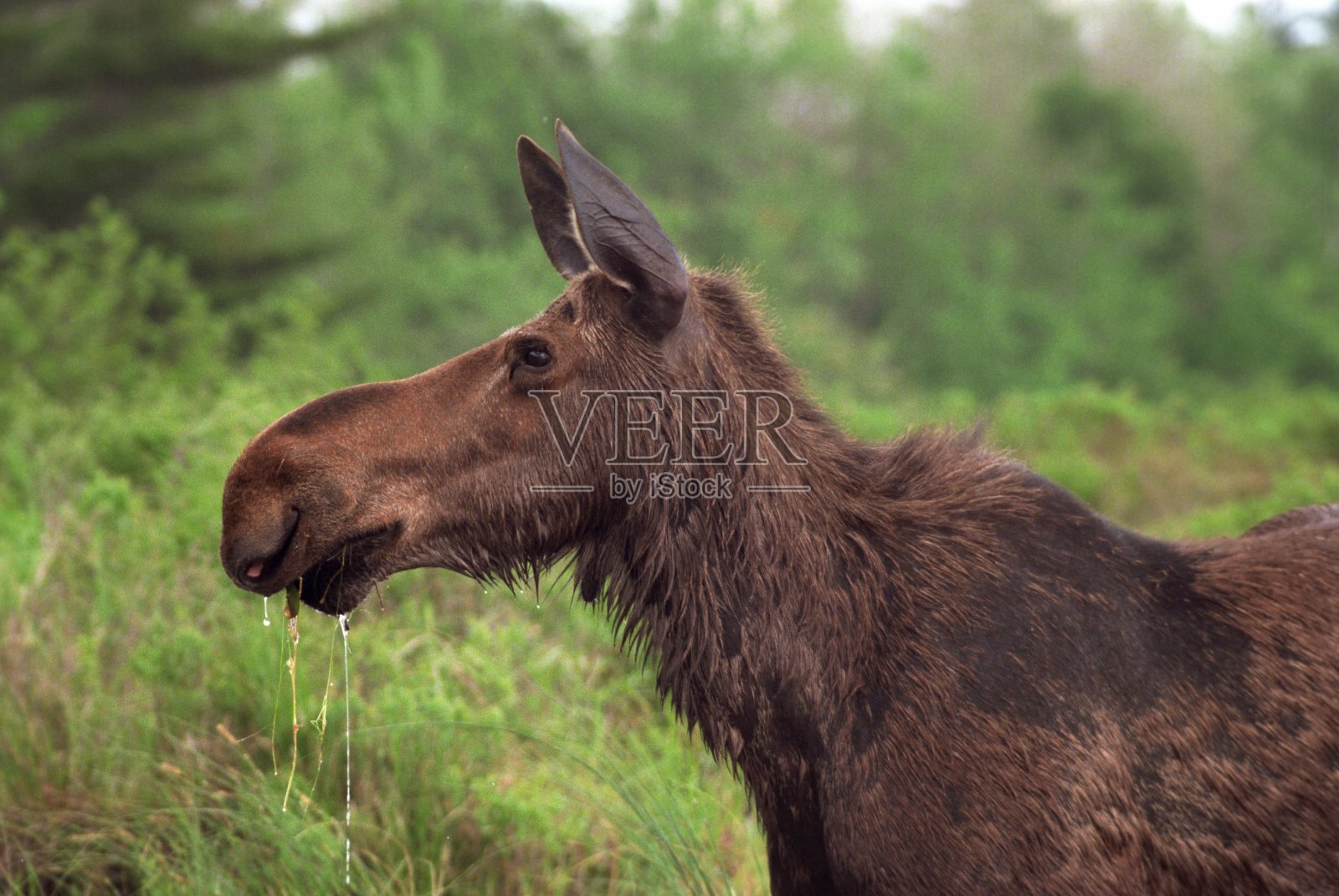 缅因州的麋鹿照片摄影图片